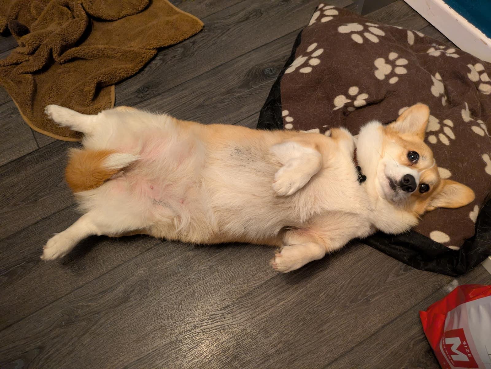 Chien détendu