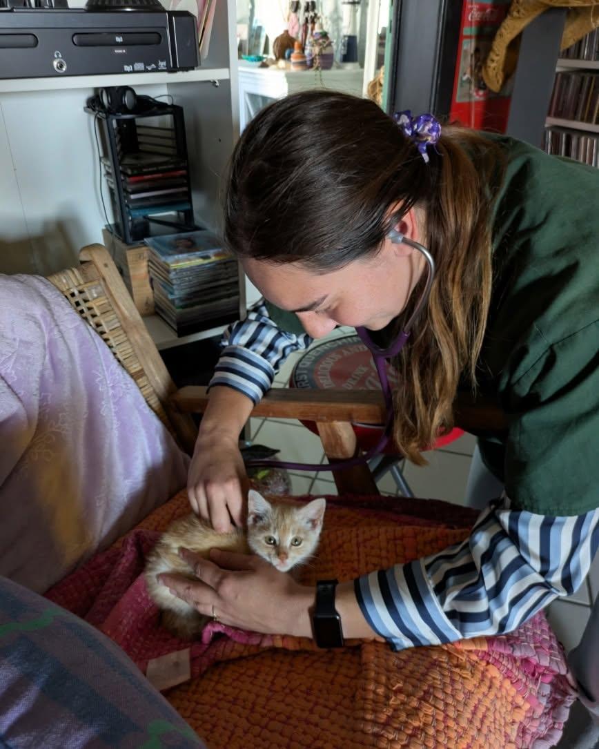 Vous venez d’adopter un chaton ?