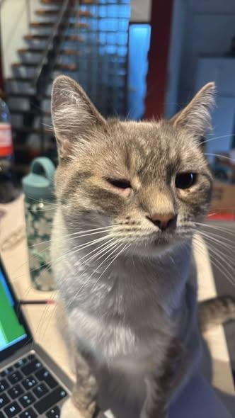 Conjonctivite de Simone🐱👁️