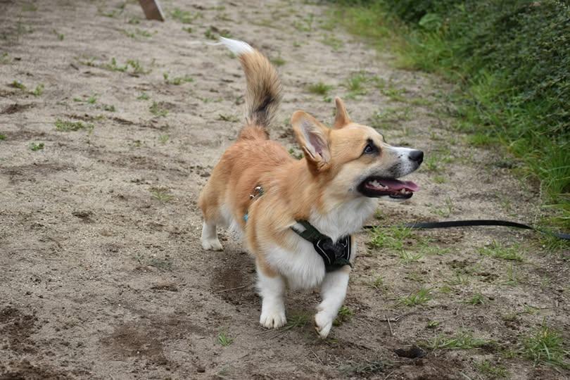 Parlons un peu du ✨Welsh Corgi Pembroke✨
