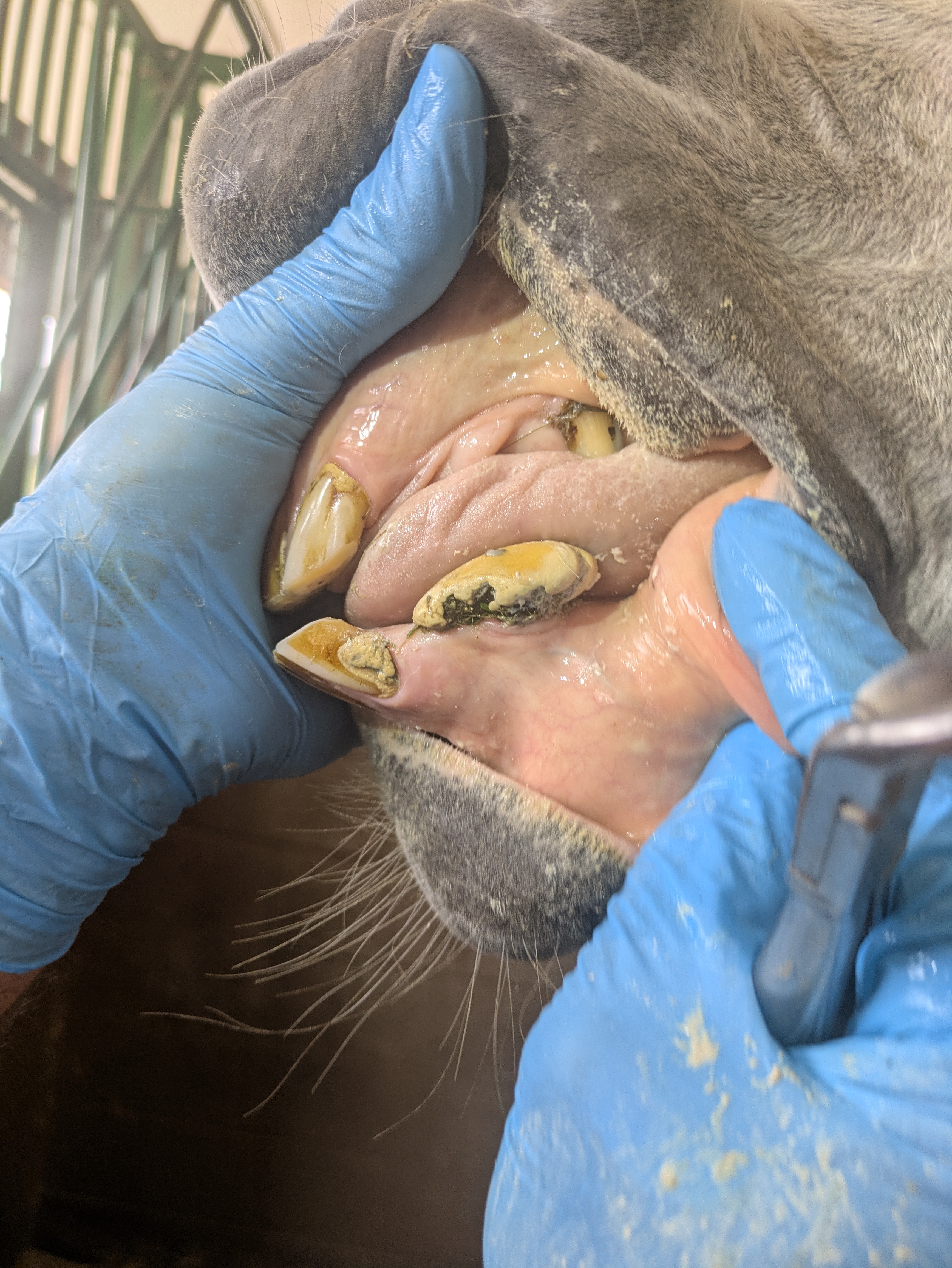 Spécialité dentisterie équine